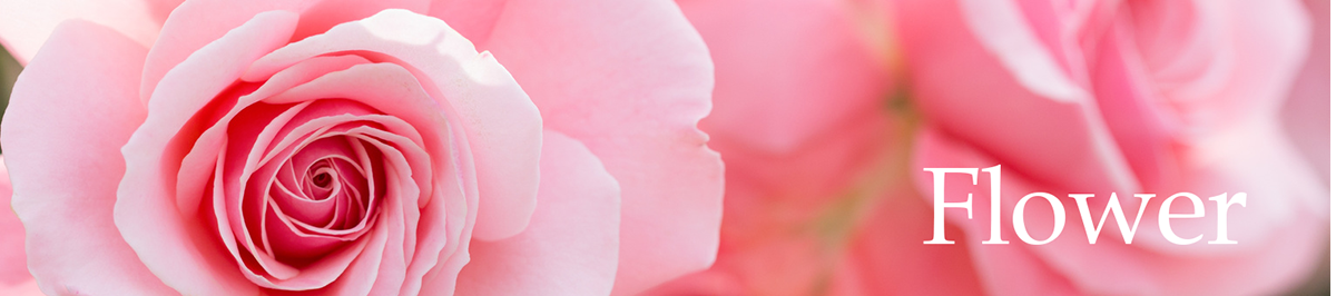 flower,花、薔薇、バラ、植物園、バラ園