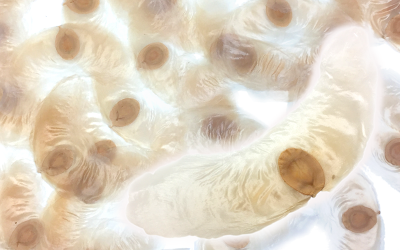 動物園、昆虫館、博物館、アルソミトラなど学術など