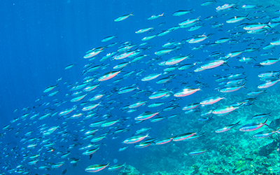 水族館、すいぞくかん、アクアリウム、Aquarium